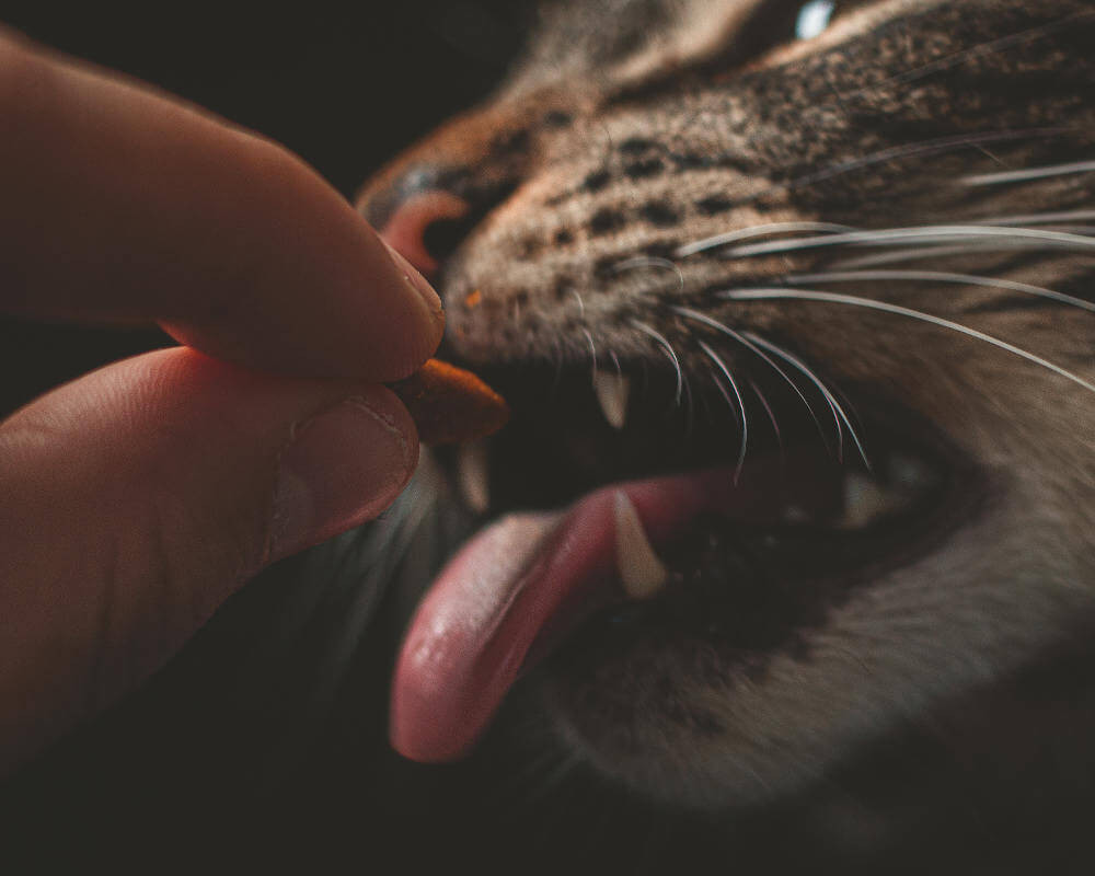 Comment conserver les croquettes de son chat ? Tous nos