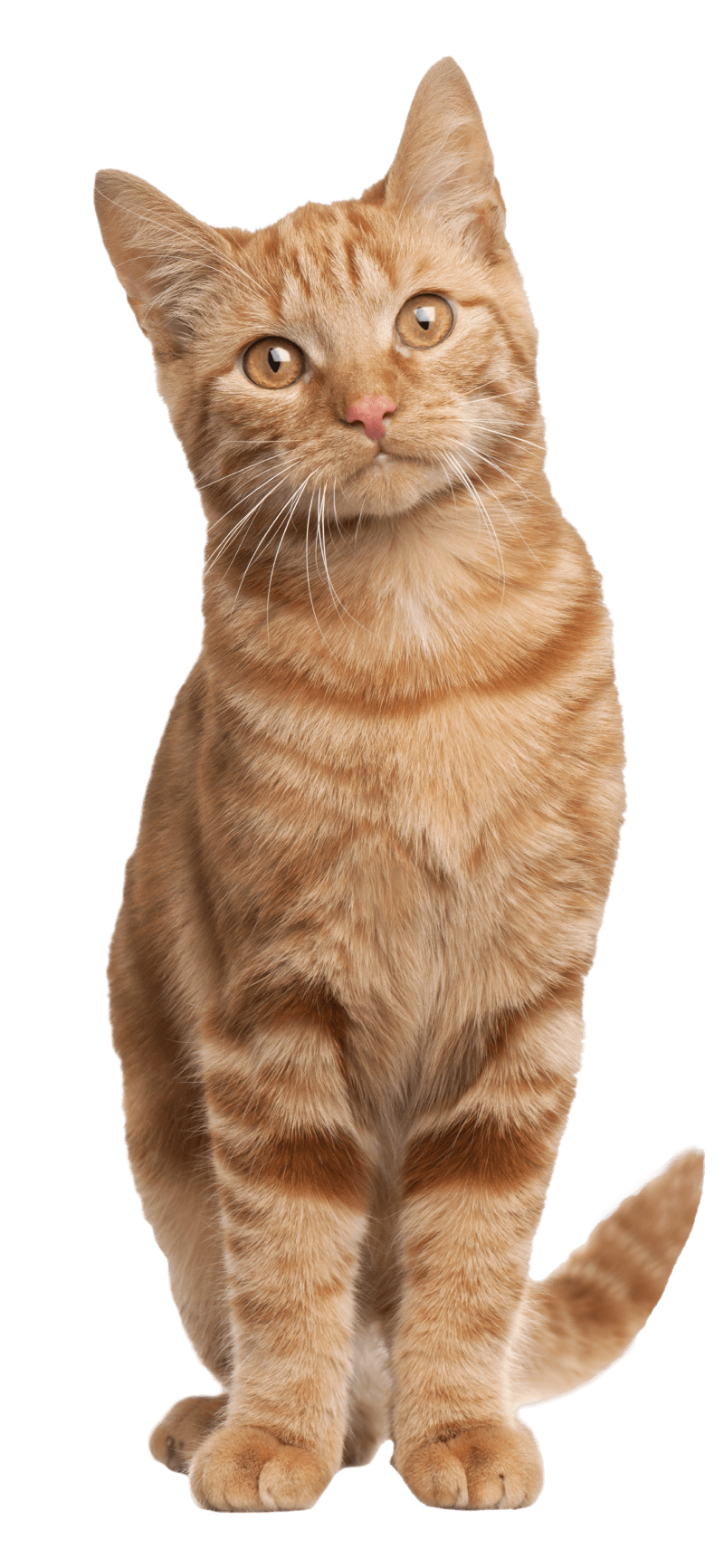 Vet Near Me 46506 Nappanee Veterinary Hospital Nappanee, IN 46550