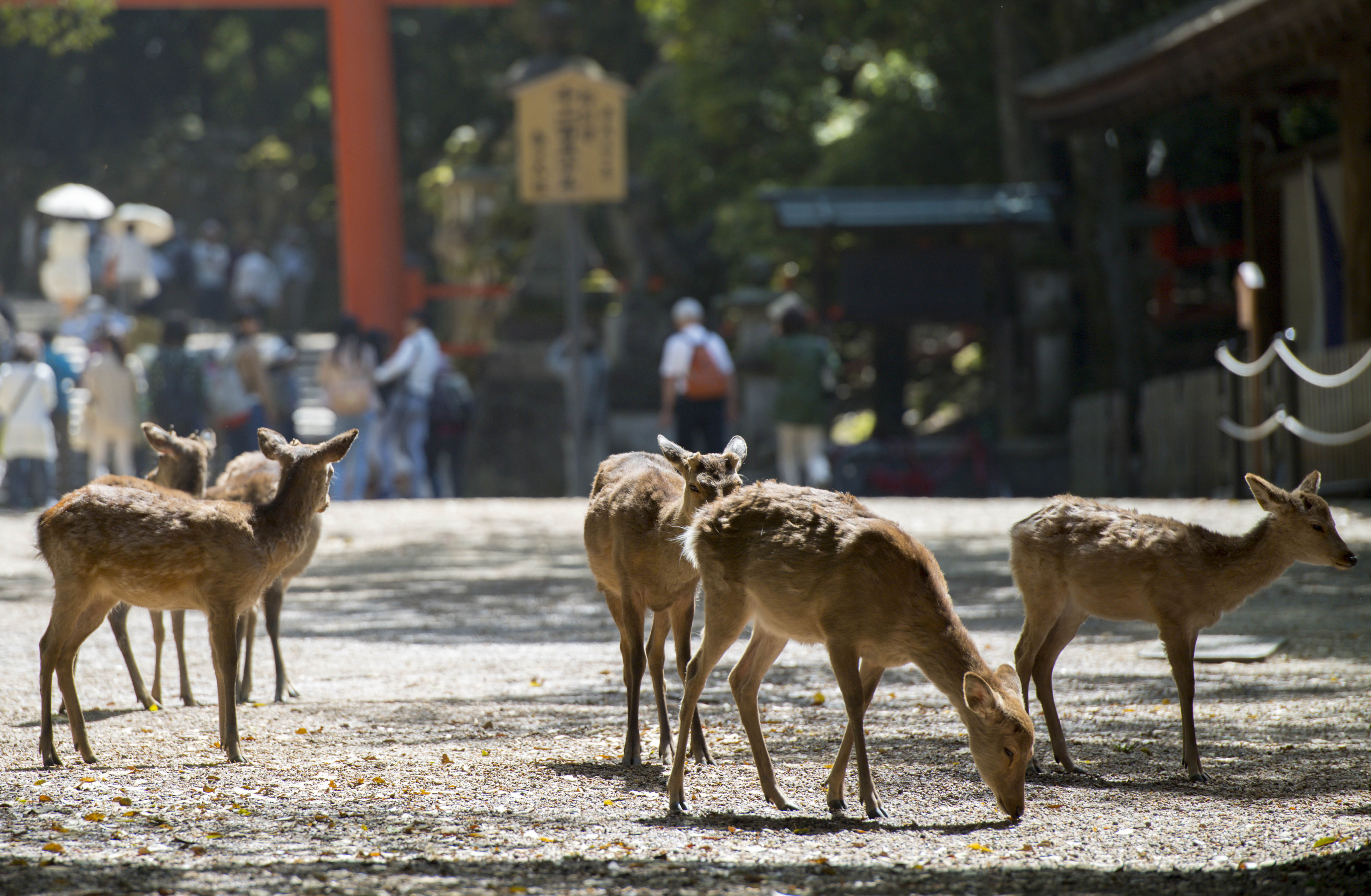 Winter Sample Itineraries & Tours KANSAI NARA Treasure Travel (Nara