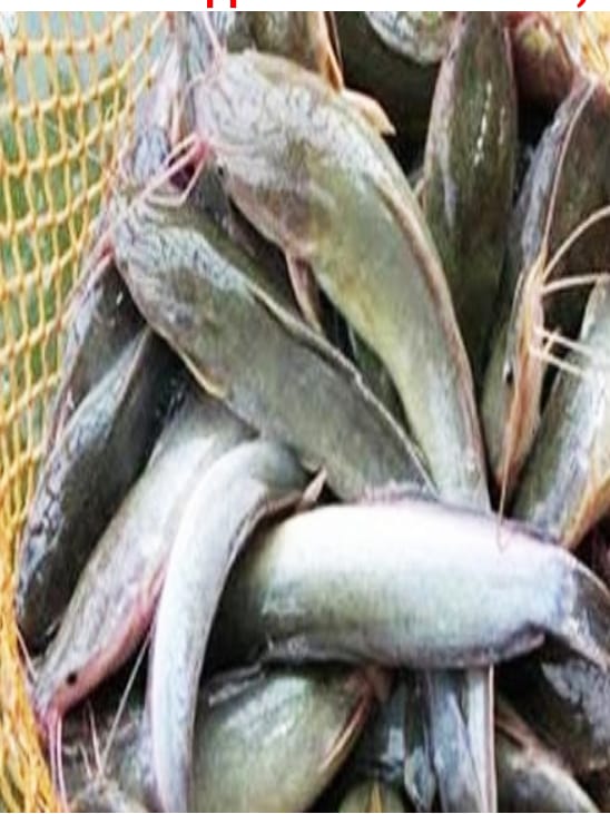 Jual Lele Konsumsi Terdekat di Bantul Yogyakarta Paket
