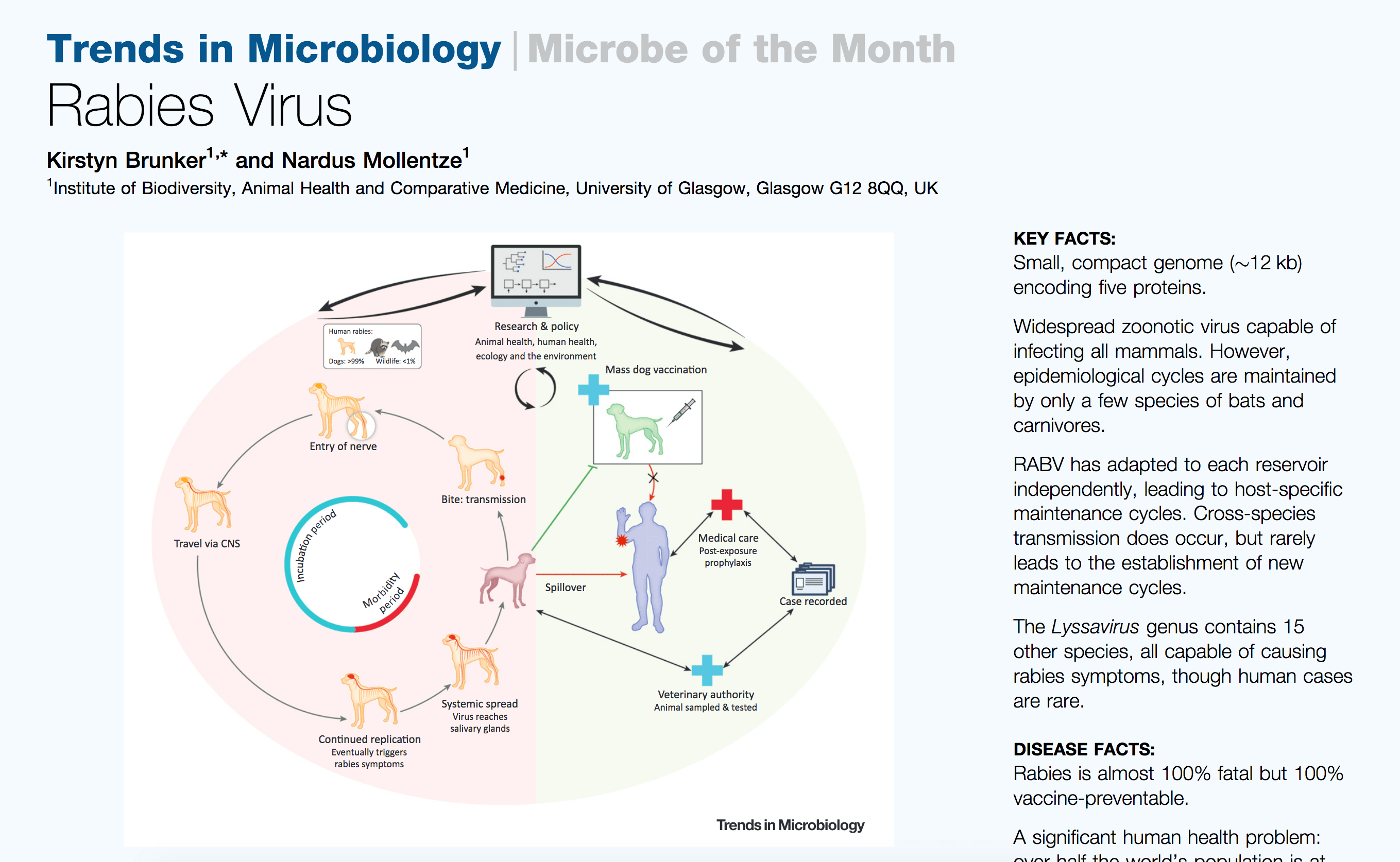 The Chain Of Infection For Rabies
