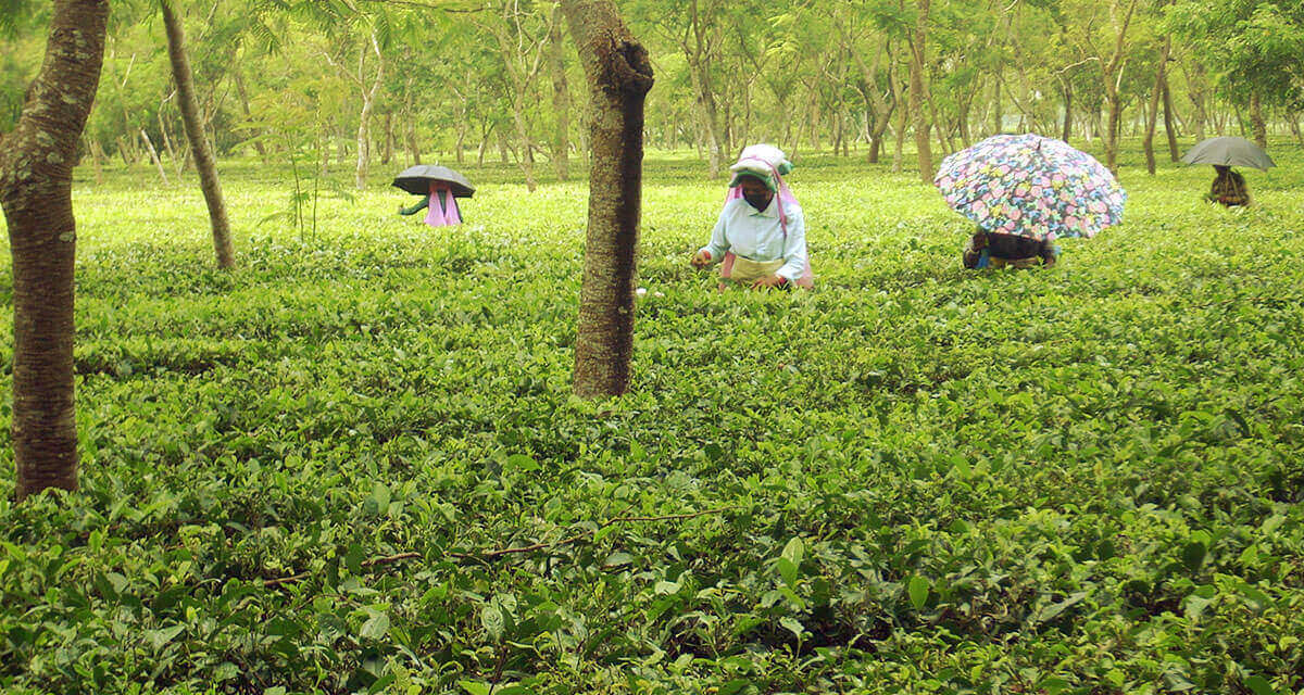 Best Tea Exporters & Manufacturers In India Tea Suppliers