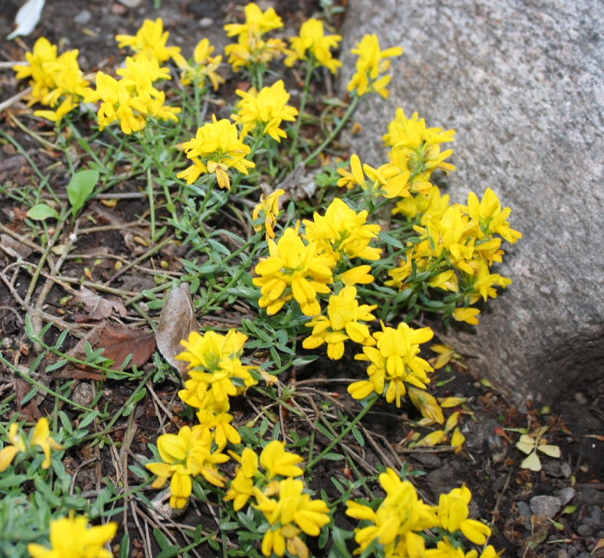 Genista carinalis North American Rock Garden Society
