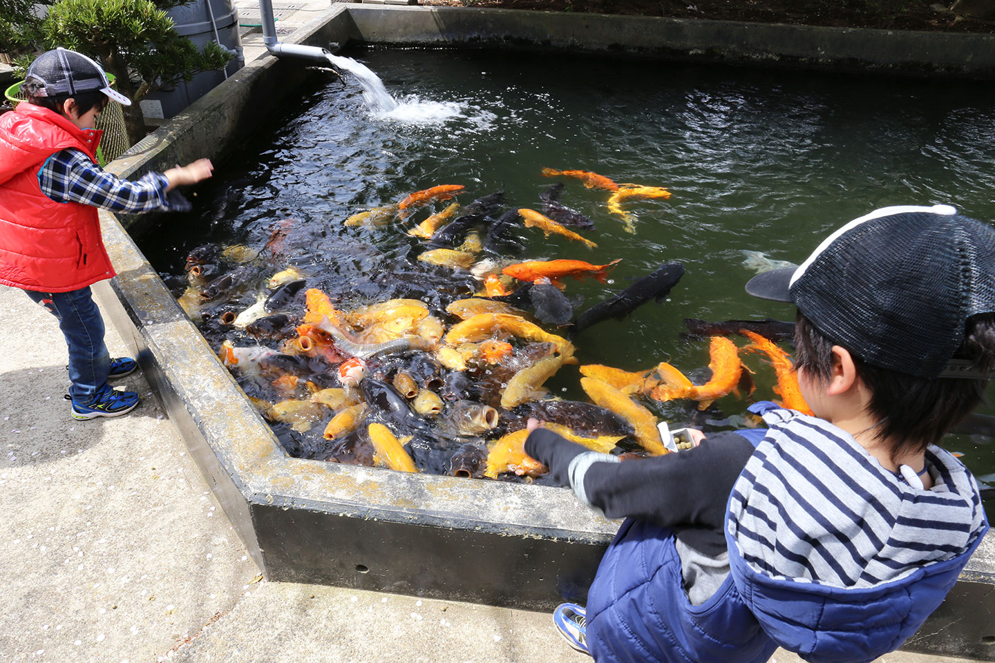金魚に鯉、釣りにパターゴルフ。50周年を迎えた谷養魚場は子どもにもおすすめです！！【成田お店探訪】 成田リポート