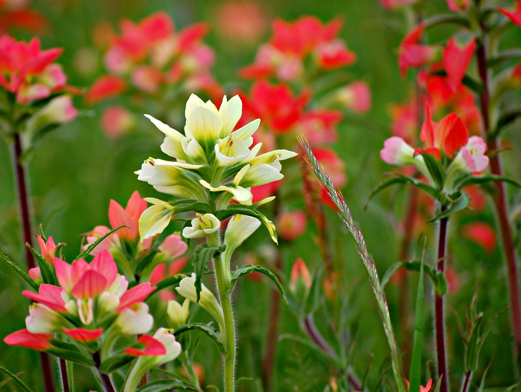 Indian Paintbrush Flower Meaning, Symbolism, and Colors Pansy Maiden