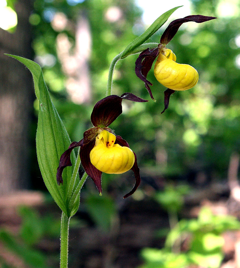 Lady Slipper Flower Meaning, Symbolism, and Colors Pansy Maiden