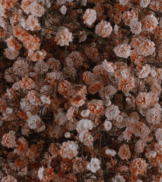 Baby Breath Flower Meaning, Symbolism, and Colors Pansy Maiden