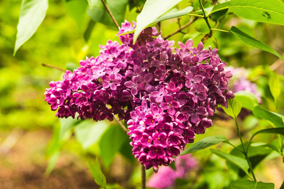 Lilac Flower Meaning, Symbolism, and Colors Pansy Maiden