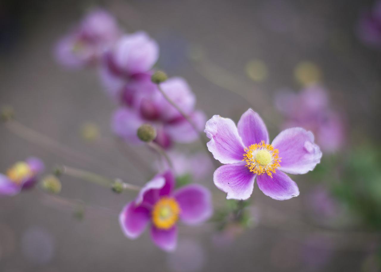 Japanese Anemone Flower Meaning, Symbolism, and Colors Pansy Maiden