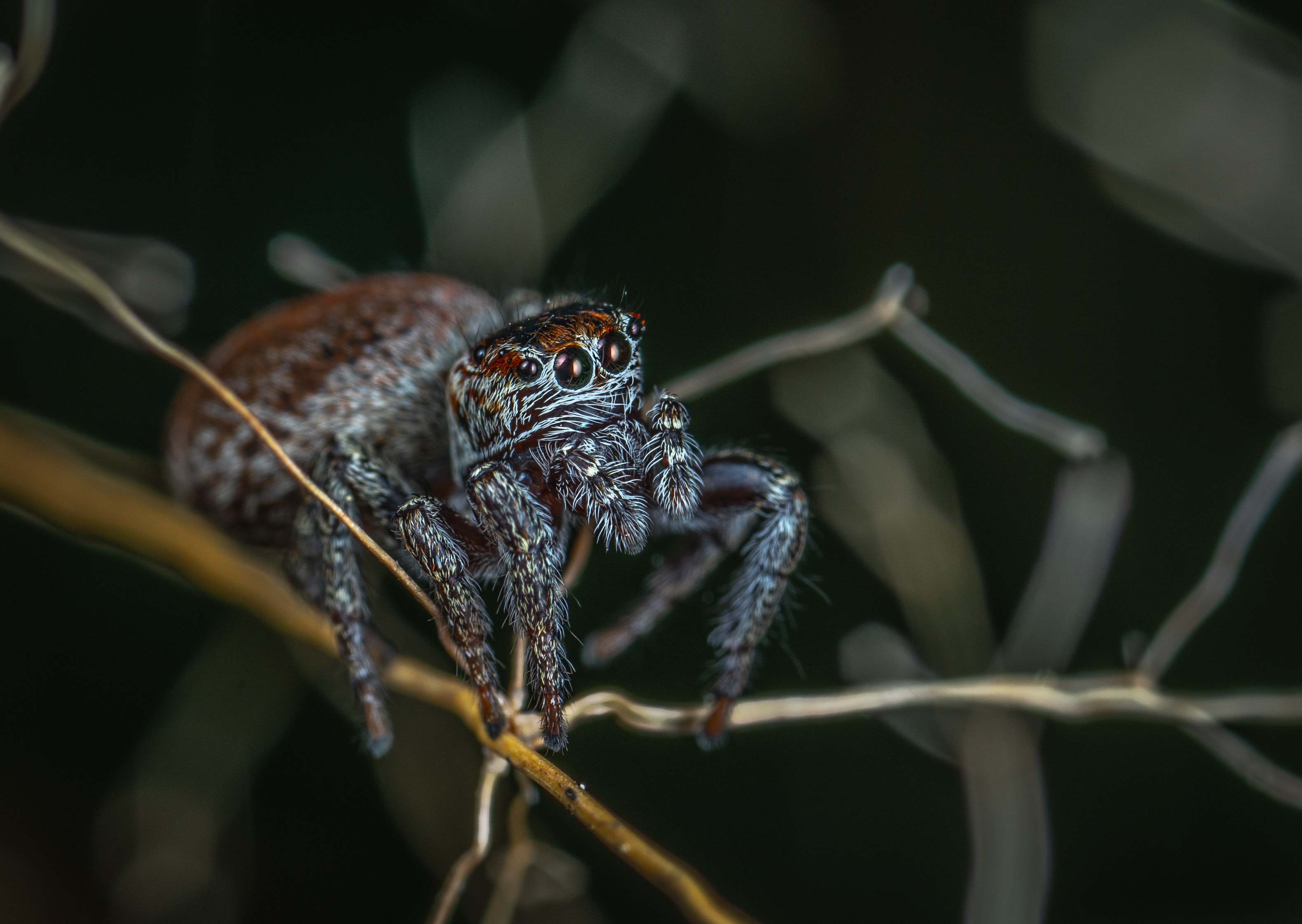 How long do jumping spiders live? The Spider Blog