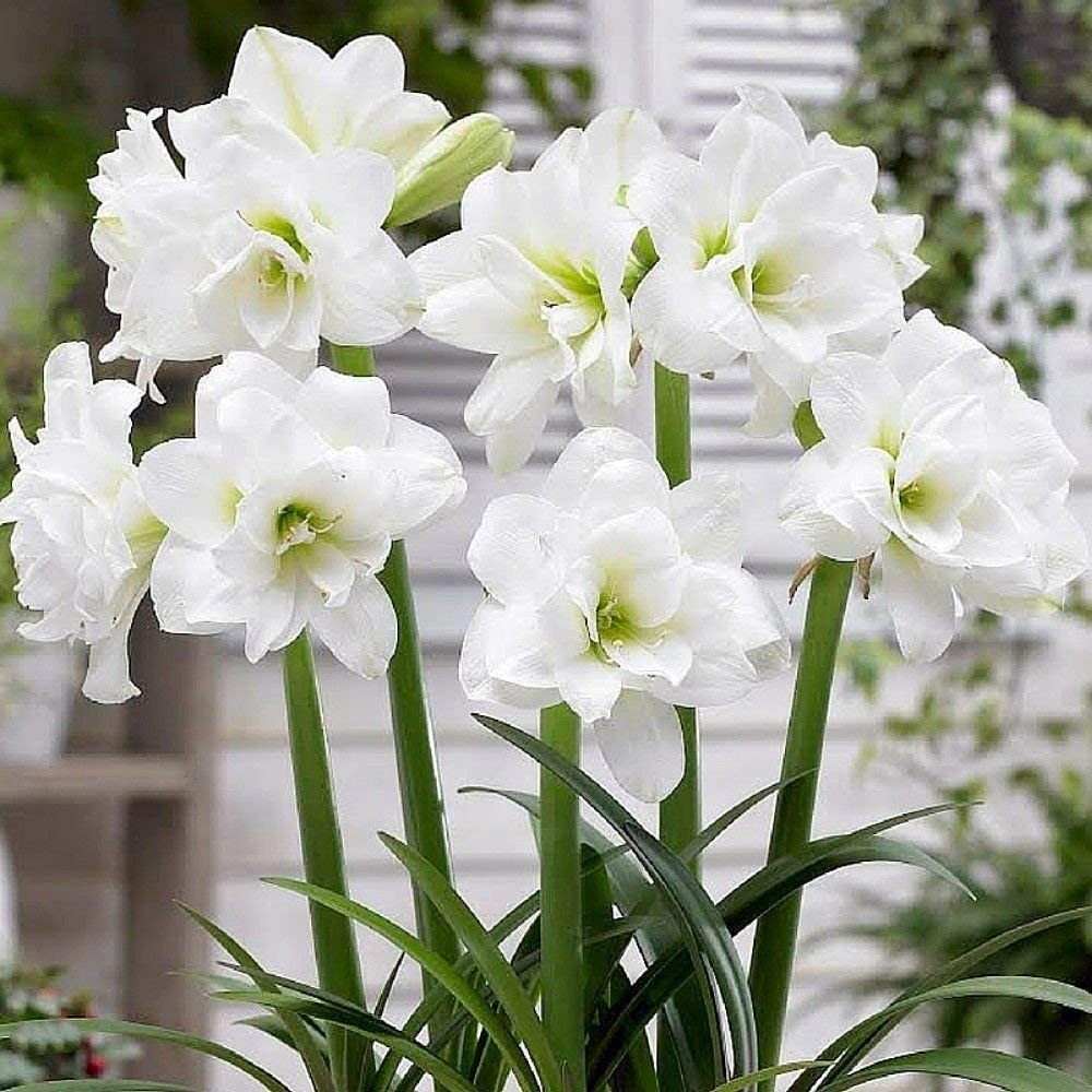 Amaryllis Flower Meaning, Symbolism, and Colors Pansy Maiden