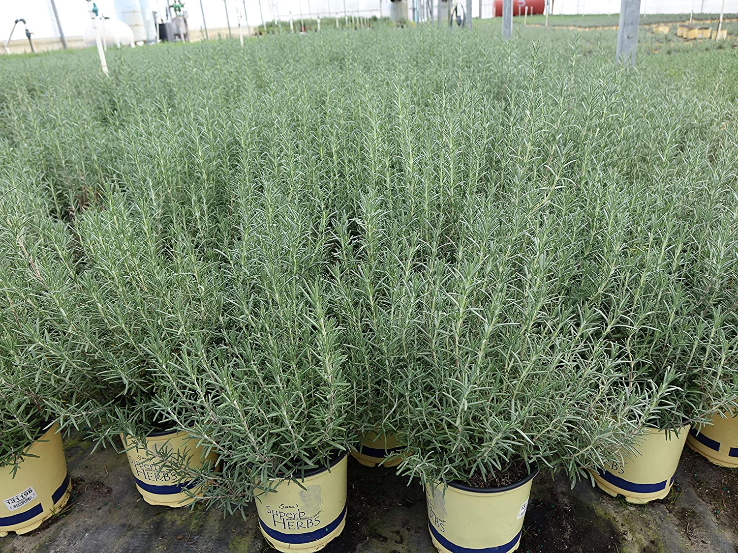 Rosemary Flower Meaning, Symbolism, and Colors Pansy Maiden