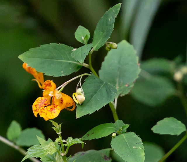 Balsam Flower Meaning, Symbolism, and Colors Pansy Maiden