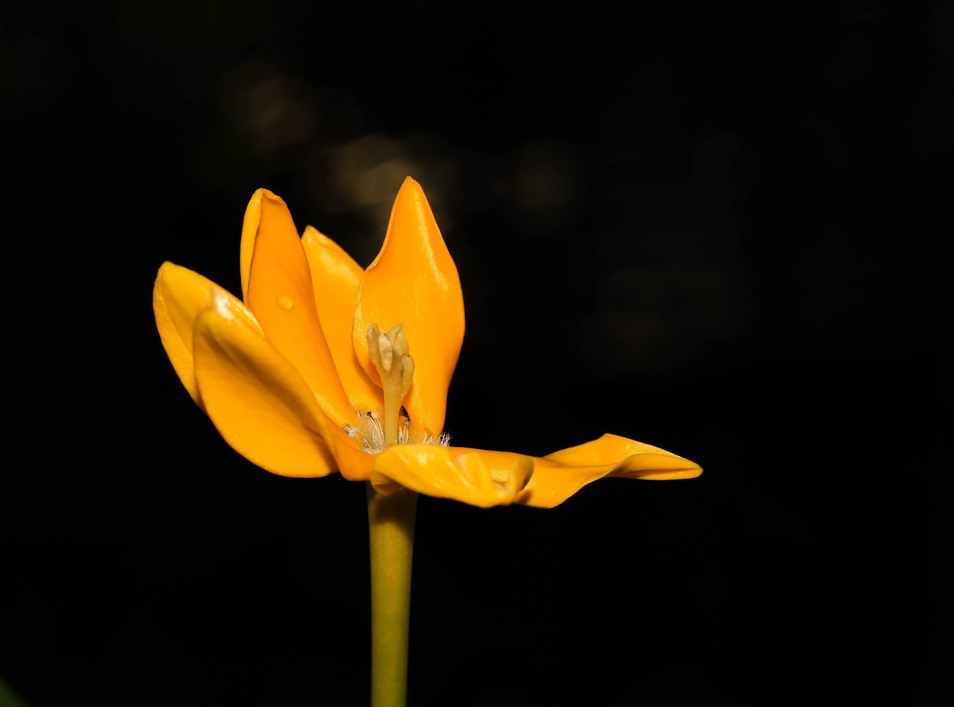 Gardenia Flower Meaning, Symbolism, and Colors Pansy Maiden