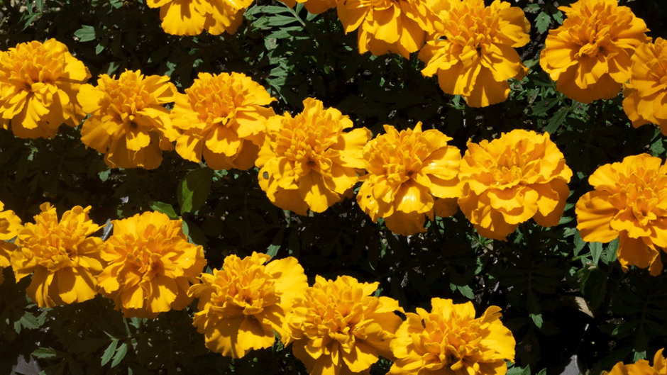 Marigold Flower Meaning, Symbolism, and Colors Pansy Maiden
