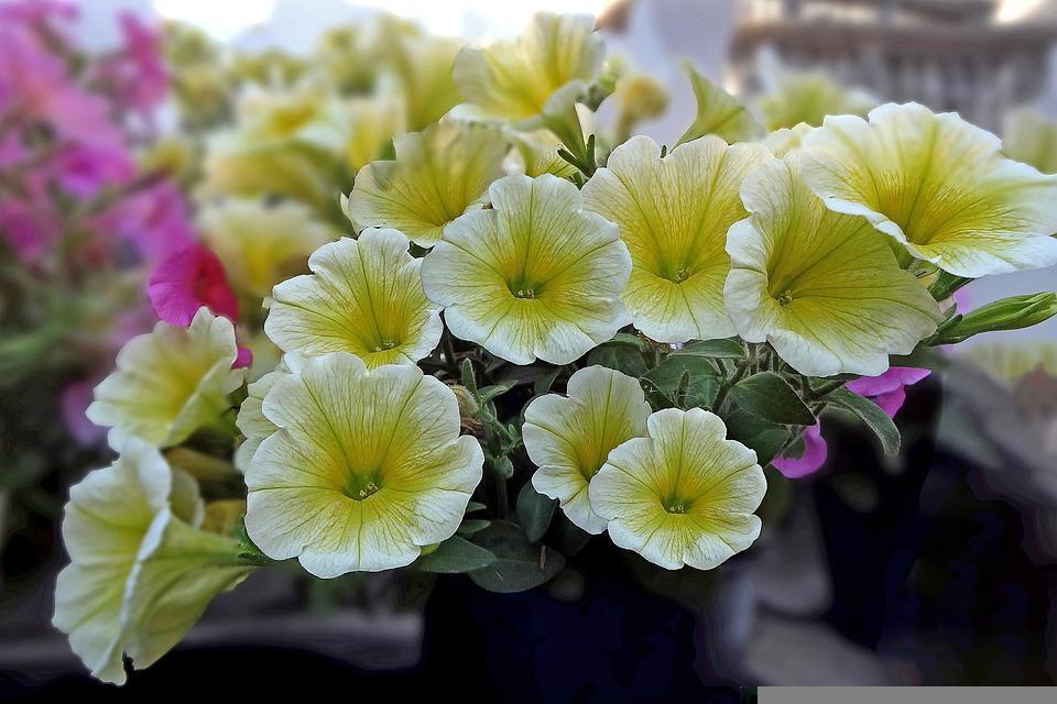 Petunia Flower Meaning, Symbolism, and Colors Pansy Maiden
