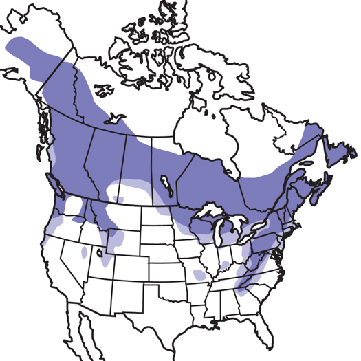 Ruffed Grouse Audubon Field Guide