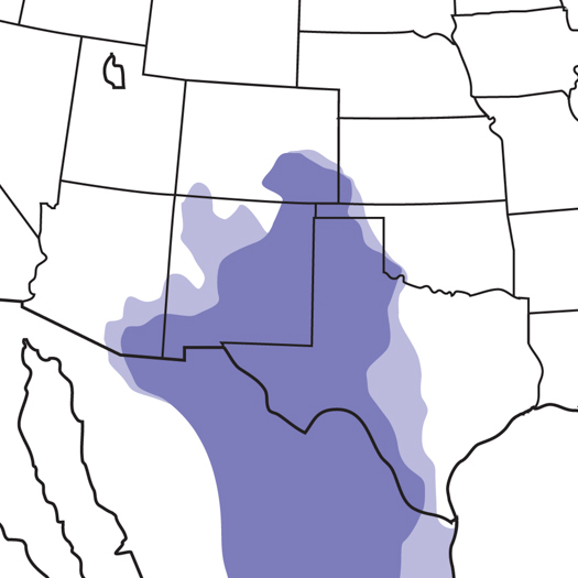 Scaled Quail Audubon Field Guide
