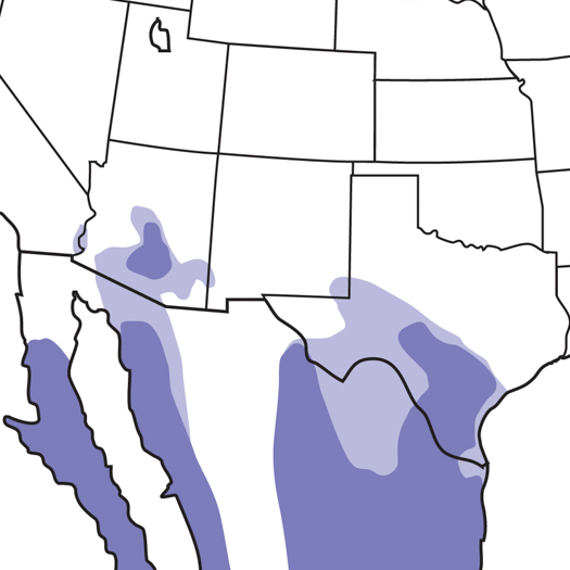 Harris's Hawk Audubon Field Guide
