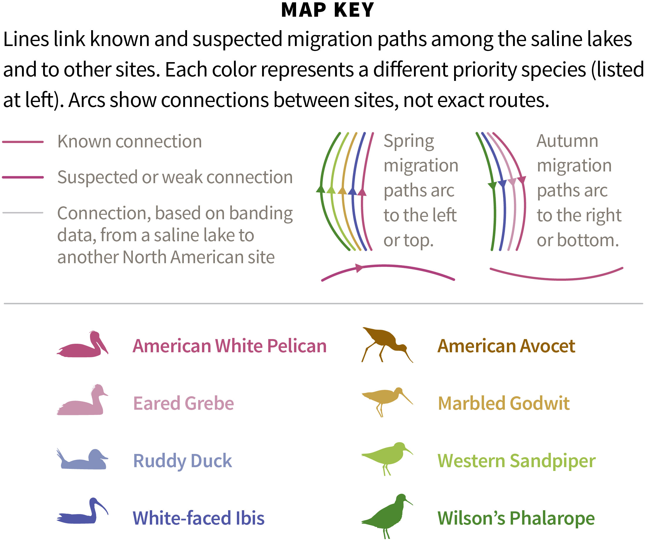 In the Arid West, Protecting Oases Vital to Birds Requires Creative