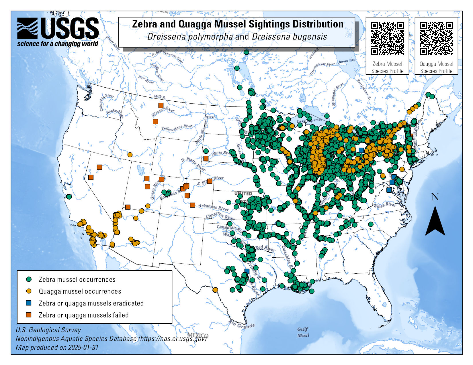 Zebra mussel Wikipedia