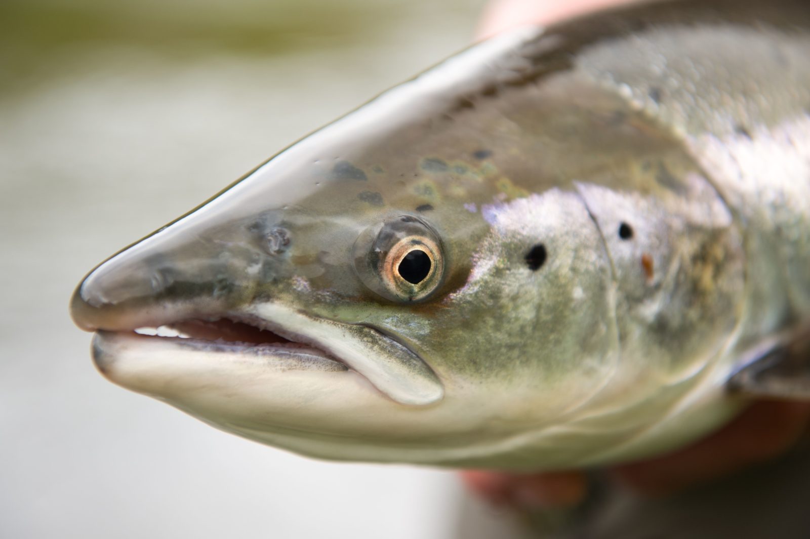 Salmon Summit 2023 NASF North Atlantic Salmon Fund