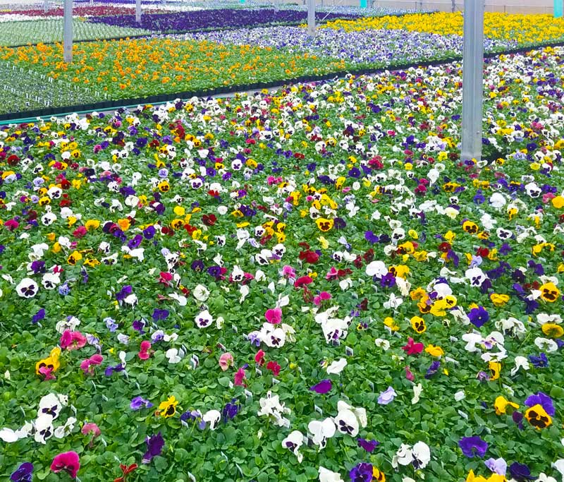 Nash Greenhouses Kalamazoo, Michigan Wholesale Greenhouse