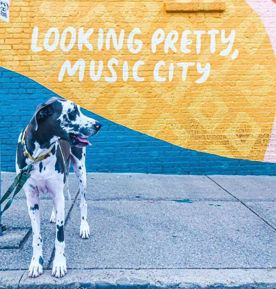 Is Nashville A Dog Friendly City