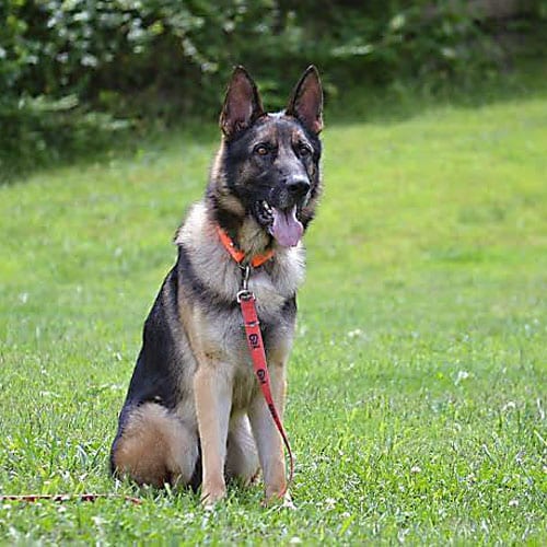 Dogs Nashville K9