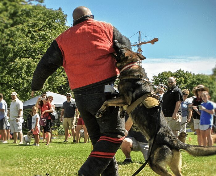 dog agility training nashville tn washmantrautman