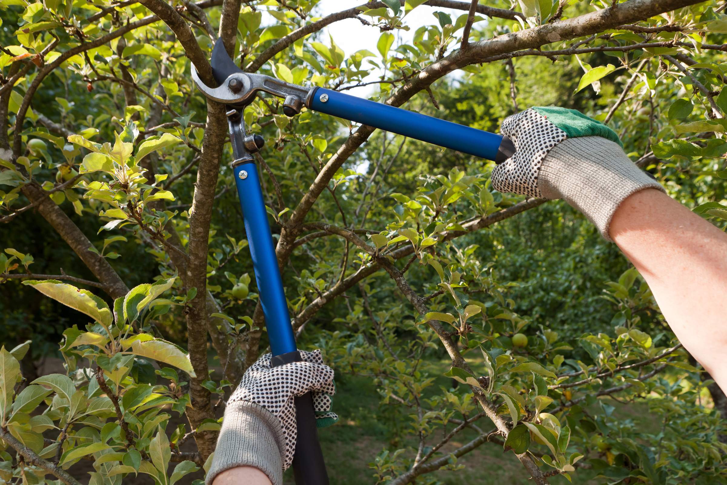 Tree Trimming Contractor Nashville TN