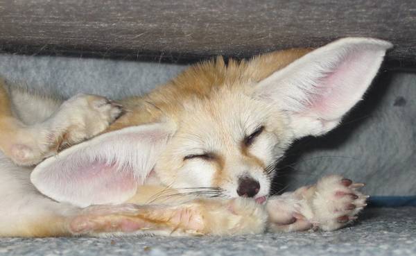 Renard Decoratif Renard Fennec Animal Renard Fennec Description Avec Photo Ou Il Vit A Quoi Il Ressemble Video Petit Renard Fennec A La Maison Habitat Du Renard Fennec Renard Decoratif Renard Fennec Animal Renard Fennec Description Avec Photo Ou Il Vit A Quoi Il Ressemble Video Petit Renard Fennec A La Maison Habitat Du Renard Fennec