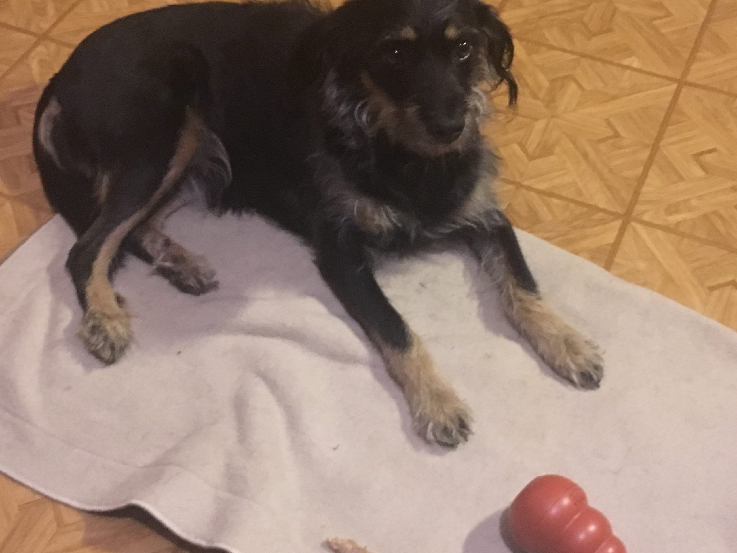 Magenschmerzen beim Hund ein Praxisfall