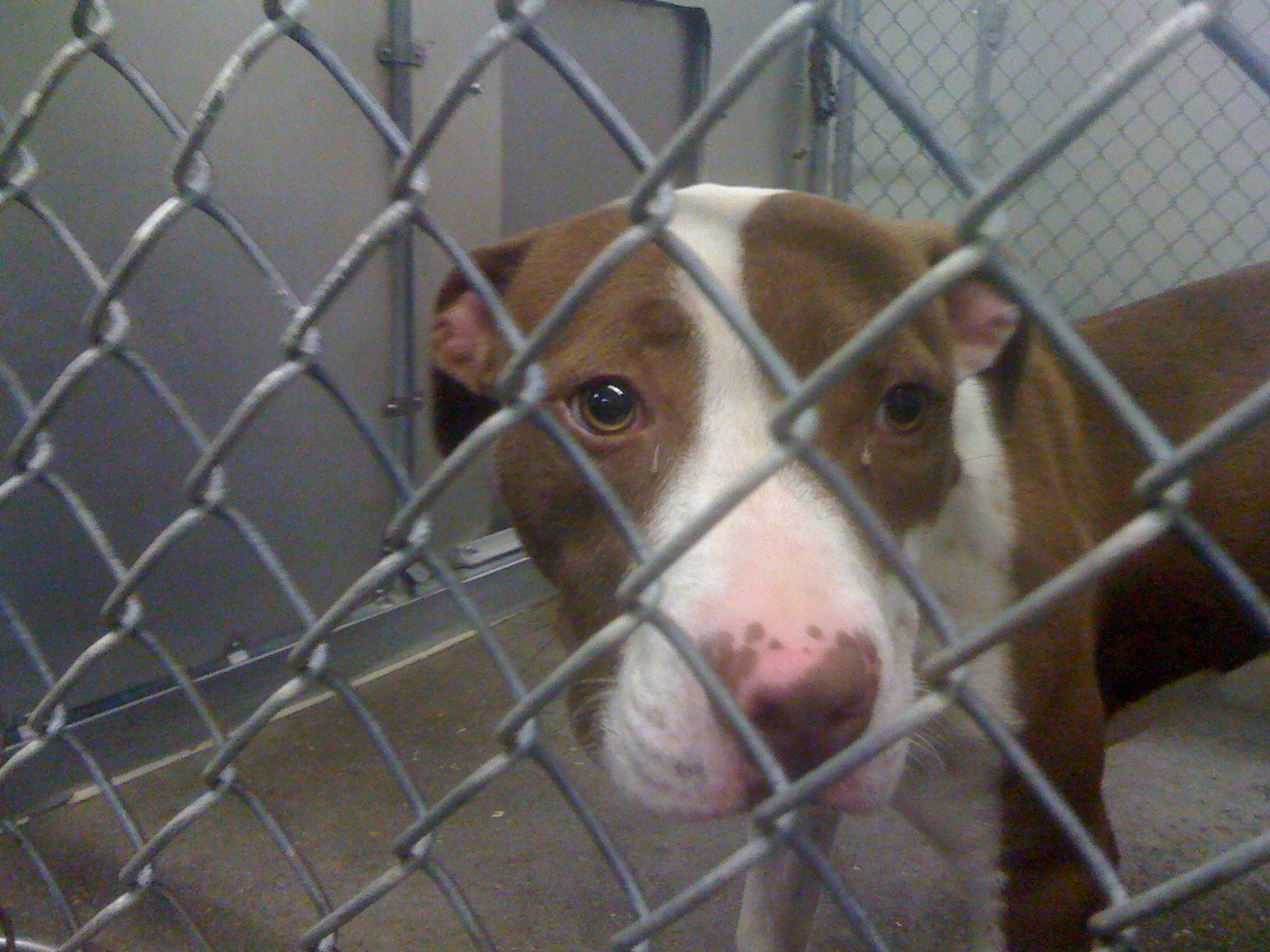 “Justin’s Law” looks to ban pit bulls in Texas, Louisiana pit bull