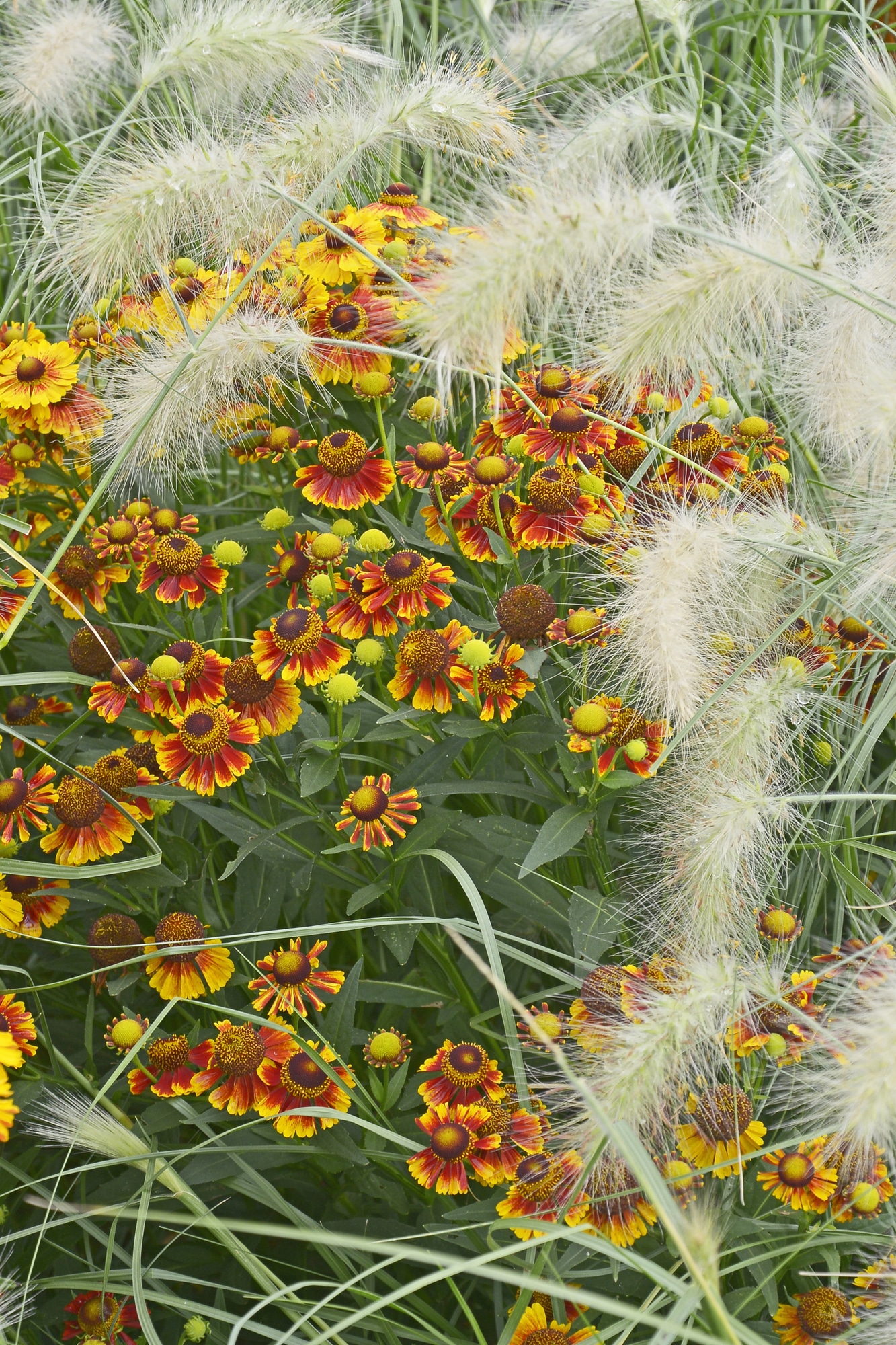 10 Colorful Perennials that Bloom in the Fall Natalie Linda