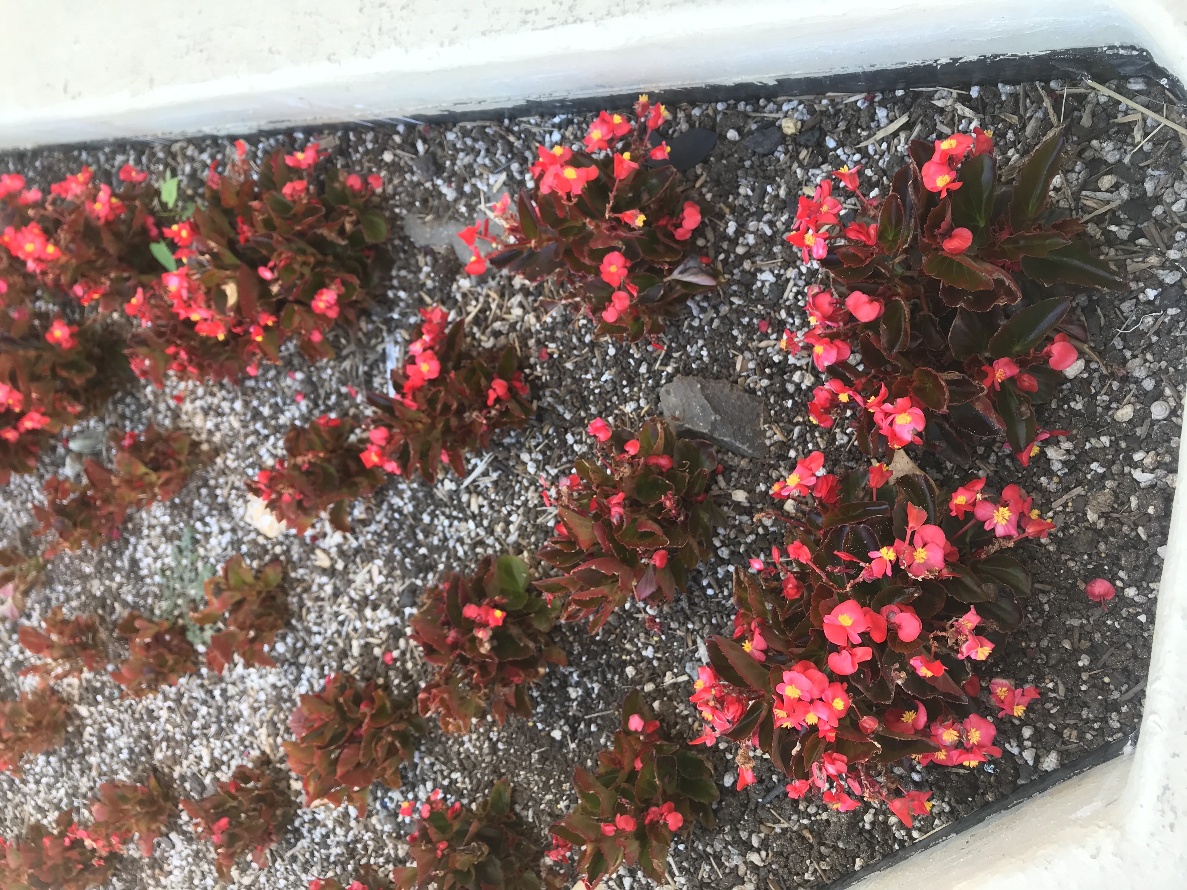 The Important Differences Between Annuals vs Perennials