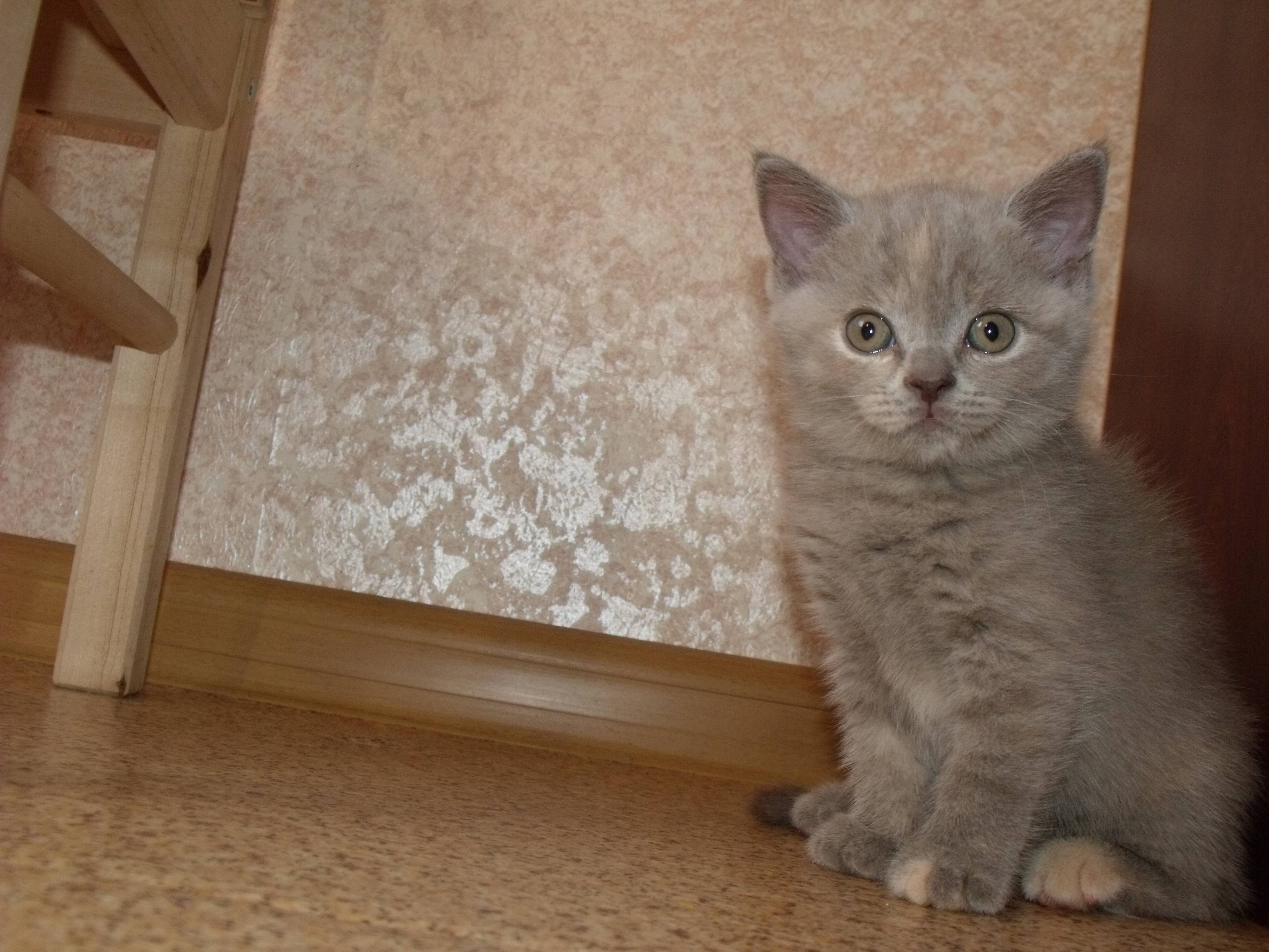 Чем кормить шотландского прямоухого котенка