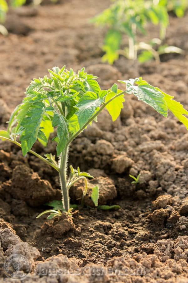 Cucumber and Tomato Planting Update