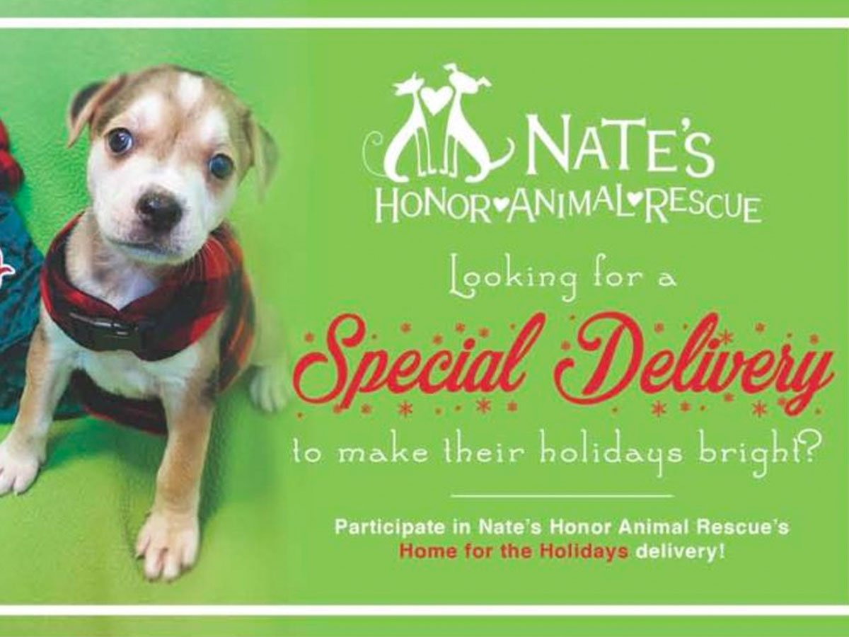 Press Room Nate's Honor Animal Rescue See What's New At Nate's