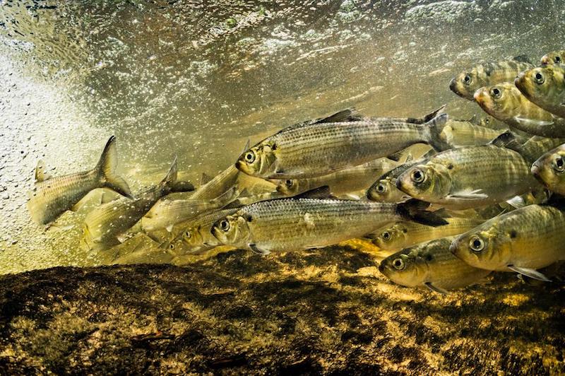 ギャラリー：ダム撤去で、川に魚が戻ってきた 写真と地図6点 ナショナルジオグラフィック日本版サイト