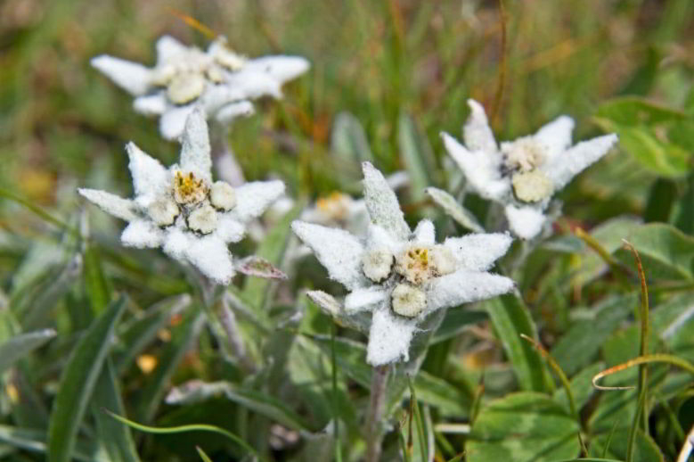Edelweiss Meaning, Symbolism, and the History behind It Natgeos