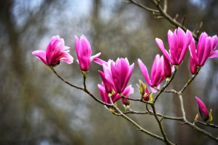 Magnolia Flower Meaning and Symbolism in Everyday Lives