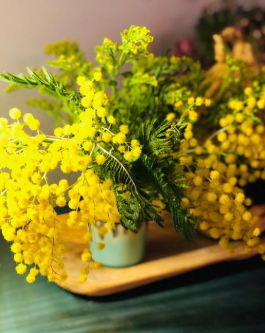 Mimosa Flower Meaning and Symbolism that You Need to Know