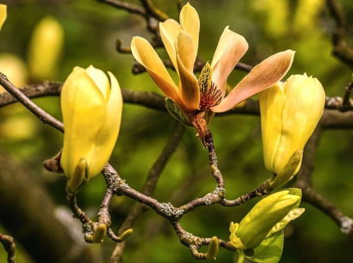 Magnolia Flower Meaning and Symbolism in Everyday Lives