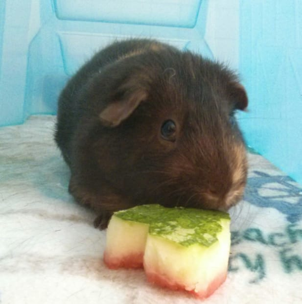Can Guinea Pig Eat Watermelon Rind, Flesh, and Seeds? Natgeos