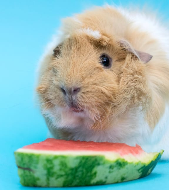 Can Guinea Pig Eat Watermelon Rind, Flesh, and Seeds? Natgeos