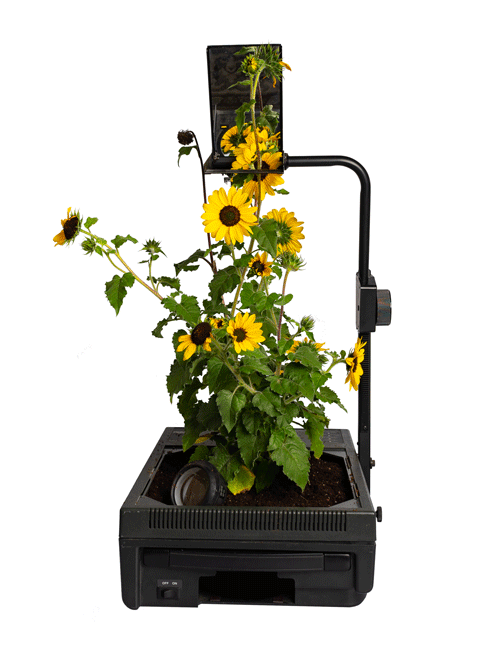 Garden GIFs nathaniel stern