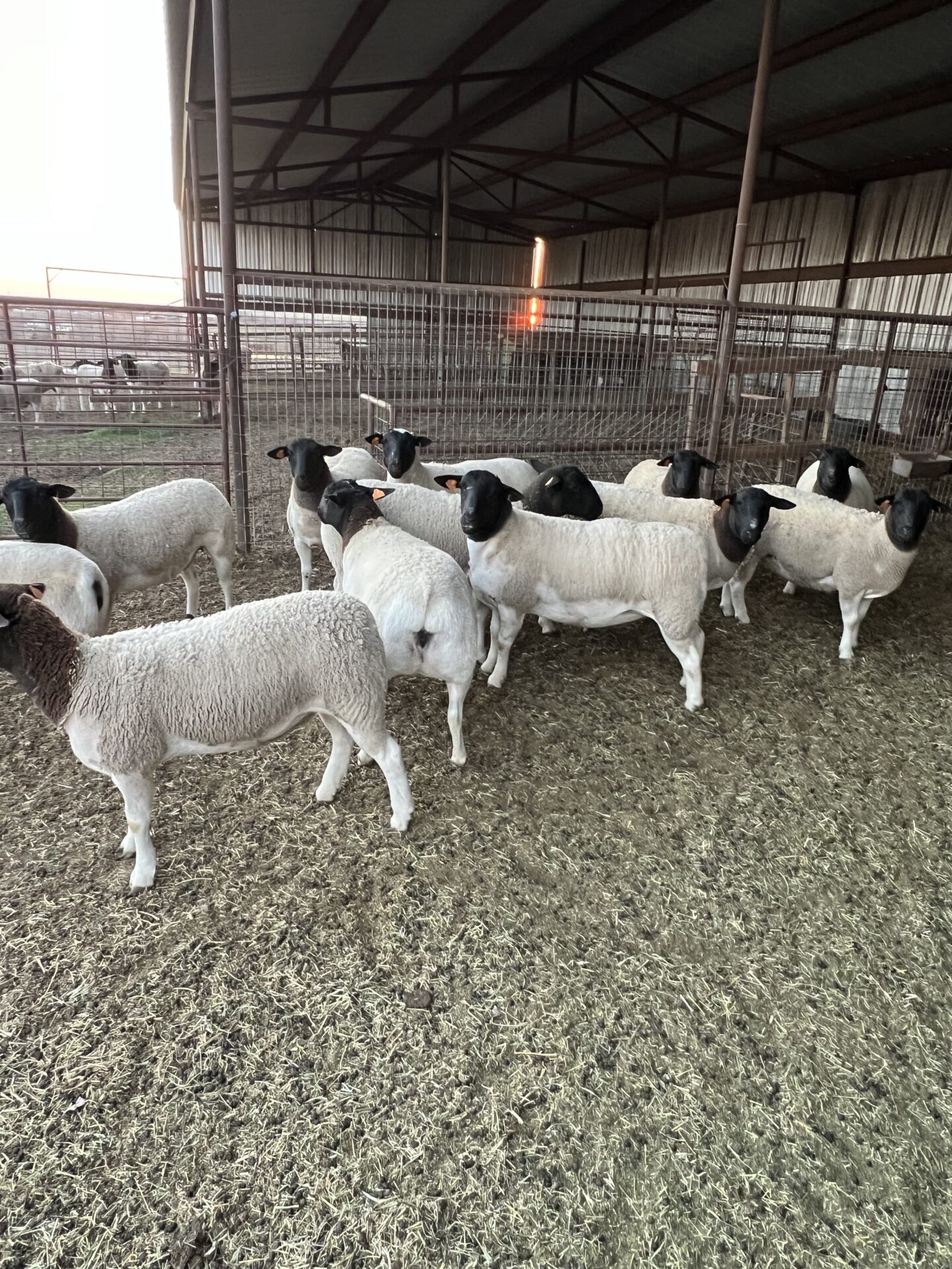 Top Shelf Dorper Ewe Lambs National Ag Connections LLC