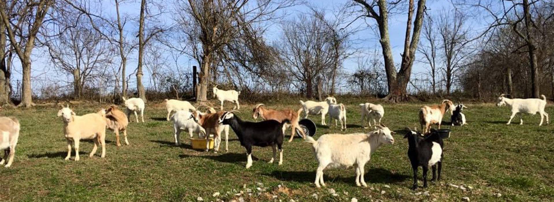 National Kiko Registry Kiko Goat Pedigree Tracking