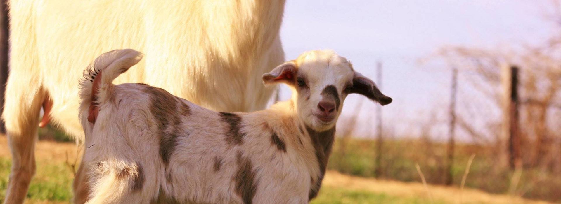 FAQs About the Kiko Goat Database National Kiko Registry